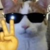 🐈‍⬛🐱🧶 GATOS | CATS 5 🧶🐱🐈‍⬛ 3