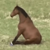 Cavalinho Fofo Reações 🐴 6