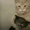 😼🫐 TikTok Cats 🫐😼 9