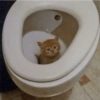 Cat Reaction 11