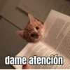 1 dame atención boo pols