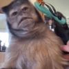 🐵 Очень милые обезьянки 🐒✨🐒 17