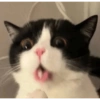 Michis para el chat🐱💬 12