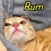 Rum
