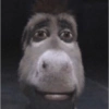 Burro do Shrek 10