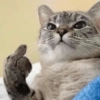 Meme Kucing Ngambek 😾 6