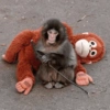 🐵 PUNCH EL MONITO 🧸 6