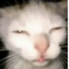 Sleepy Cat