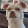 Cachorro meme 11 😒