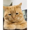 Kucing Oren imoet  5