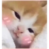 Michis para el chat🐱💬 30