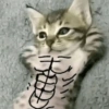 🐈‍⬛🐱🧶 GATOS | CATS 5 🧶🐱🐈‍⬛ 20