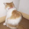 ⋆🐾 gatos tristes ᓚ₍ ^•⁠ ⁠ᴥ •^₎ 23