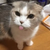 Kittens 🐱 ❤️ 11