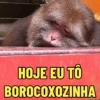 MACAQUINHA XINGXING 🐵🤎 7