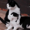Meme kucing Lucu 🐱 9