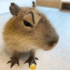 Capibara 🧸✨ 14