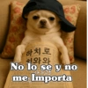 하치로 치와와 No lo se y no 아무고토 me Importa