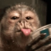 🐒🌴🐵 बंदर 🐵🌴🐒 20