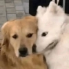 Amigos perros