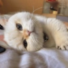 Kesibukan menjadi kucing 9