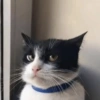 😼🫐 TikTok Cats 🫐😼 14