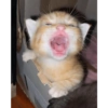 Gatitos 😍 9