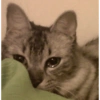 Sad Cat With Blanket
