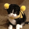 Gato halloween 14