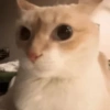 😼🫐 TikTok Cats 🫐😼 5