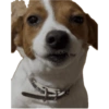 Reações Jack Russell terrier 15