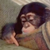 🐒🌴🐵 बंदर 🐵🌴🐒 5