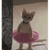 🙀 GATITOS MOODS 😽 6 👗😸