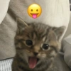 Stiker kucing with emoji kyut 7