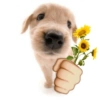 SOLTA CACHORRADA 15