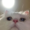 Meme kucing tikus anjing  9
