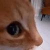GATINHOS MEMSS 9