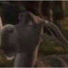 Burro do Shrek 14