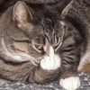Reações gatinhos 12