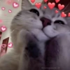 🐈‍⬛🐱🧶 GATOS | CATS 2 🧶🐱🐈‍⬛ 6