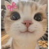 Cats 5