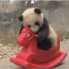 Panda Cavalgando