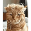 Kucing Oren imoet  9