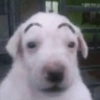 Eyebrow Dog
