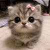 Gatitos 😍 6