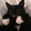 Gatitos para reaccion ✨️🫶😽 17
