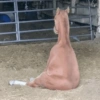 Cavalinho Fofo Reações 🐴 14