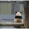 Panda Solitário