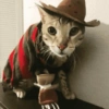 Gato halloween 11