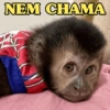 NEM CHAMA